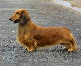 Dachshund 9J067D-07